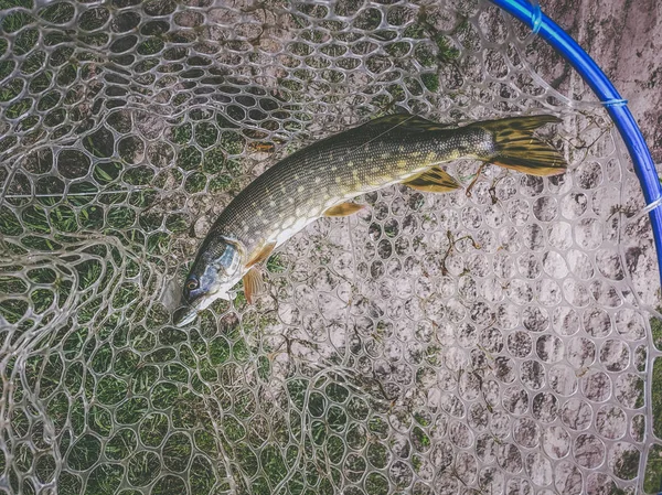 Pesca no lago — Fotografia de Stock