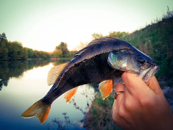 O pescador tem um peixe — Fotografia de Stock