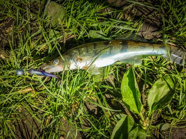 Zander fishing on river — Stock Photo, Image