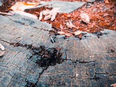 çürümüş güdük üstten görünüm