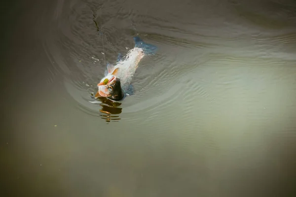 Pesca da truta no lago — Fotografia de Stock