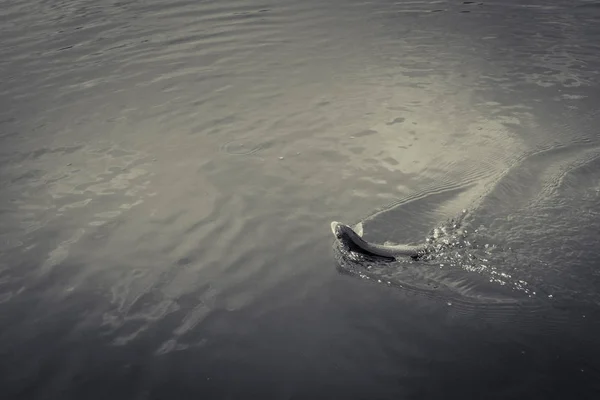 Pêche à la truite sur le lac — Photo