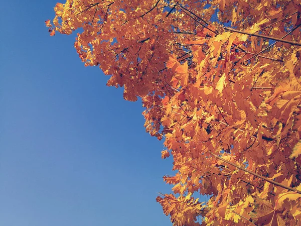 Lindo bordo amarelo. Outono — Fotografia de Stock