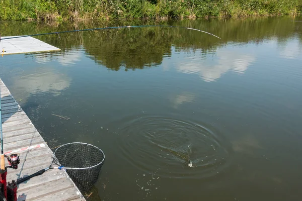 Pesca de truchas en el lago — Foto de Stock