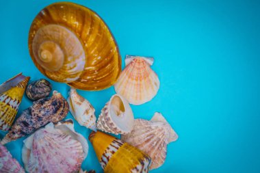 Arka plan mavi bir arka plan üzerinde deniz kabukları