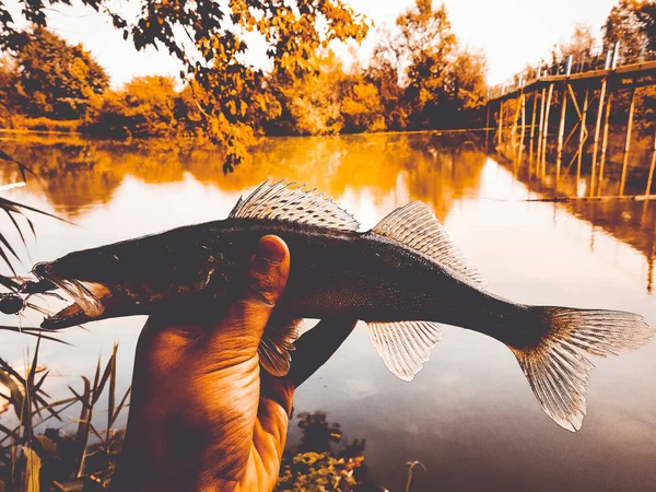 Pescato pesce in una mano su un lago — Foto Stock