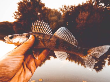 Balık pike-levrek bir fener elinde
