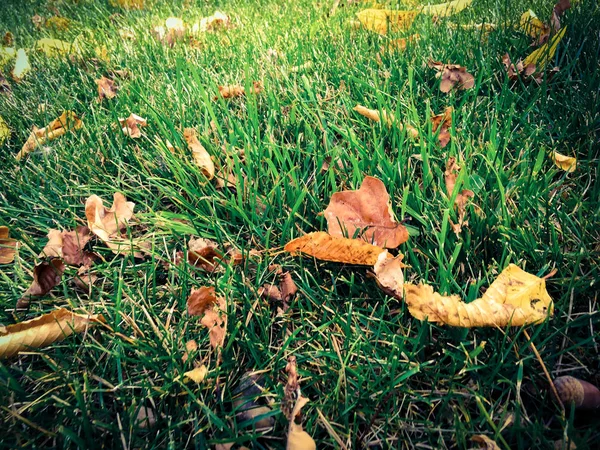 緑の草の上の乾燥した葉 — ストック写真