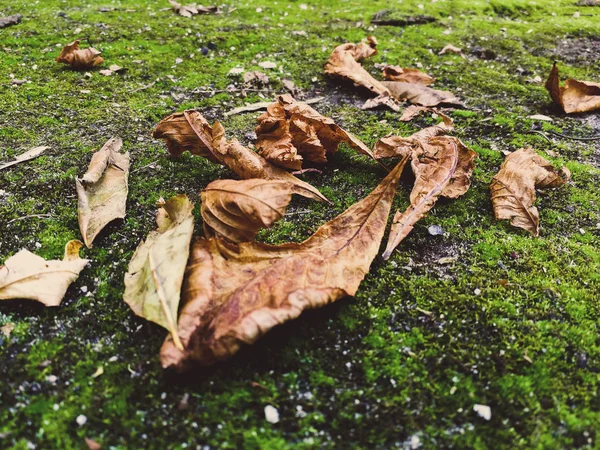 Muschio con foglie secche — Foto Stock