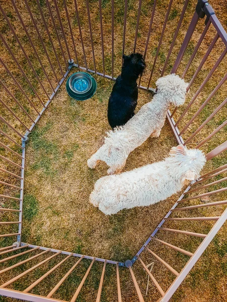 Três cães em uma jaula — Fotografia de Stock