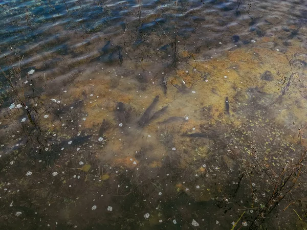 Contexte d'un thème de pêche — Photo