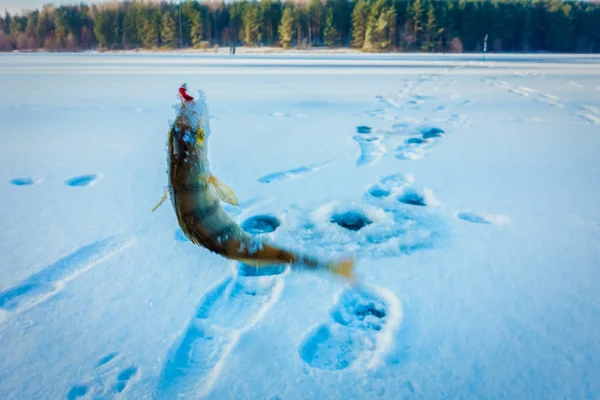 Winter Ice Fishing Hobby — 스톡 사진