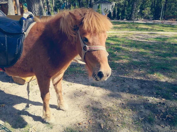 Pony op het gazon in de zomer — Stockfoto