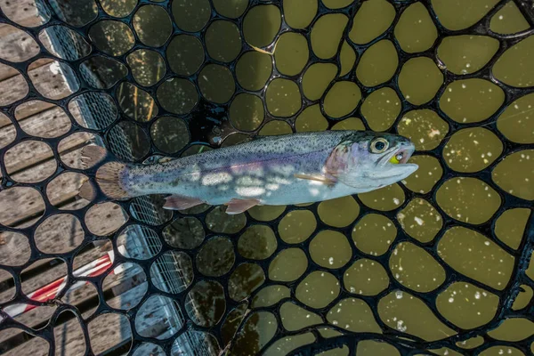 Trout Fishing Lake — Stock Photo, Image