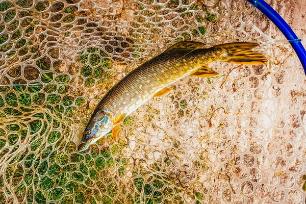 Rybaření na jezeře — Stock fotografie