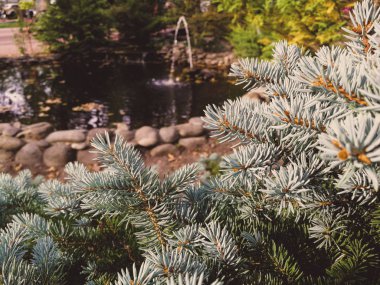 mavi ladin dalları kapanır