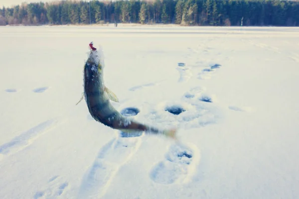 Winter Ice Fishing Hobby — Stock Photo, Image