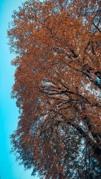 Schöne Straße Mit Bäumen — Stockfoto