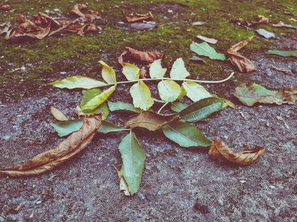 Мох с сухими листьями — стоковое фото