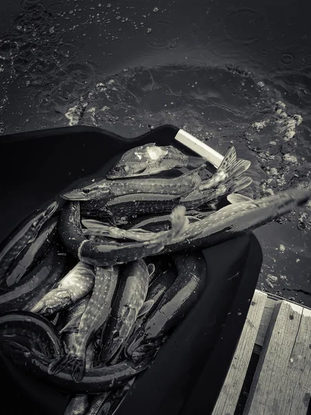 Antecedentes sobre um tema de pesca — Fotografia de Stock