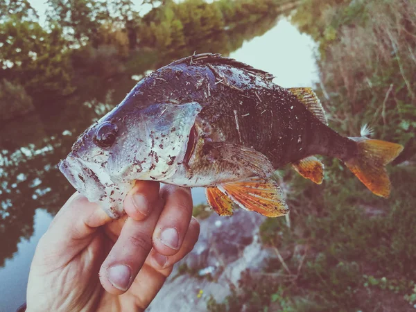 Le pêcheur tient un poisson — Photo