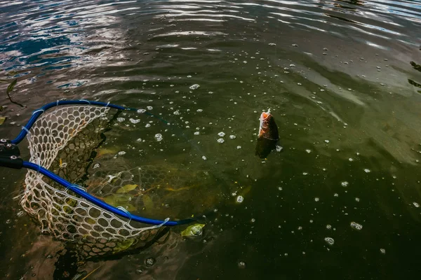Рыбалка форели на озере — стоковое фото