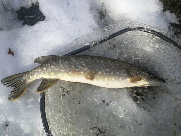 Pike horgászik a tavon. Halászati szabadidő — Stock Fotó