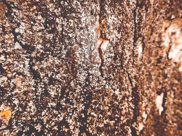 Textura Stromové Kůry Pozadí — Stock fotografie