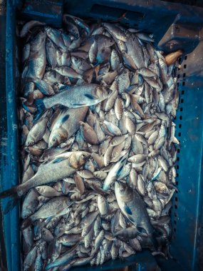 Bir balıkçı tema arka plan