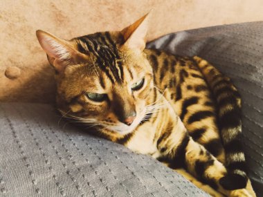 iri gözlü güzel Bengalli kedi