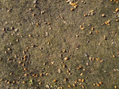 çim üzerinde meşe palamudu