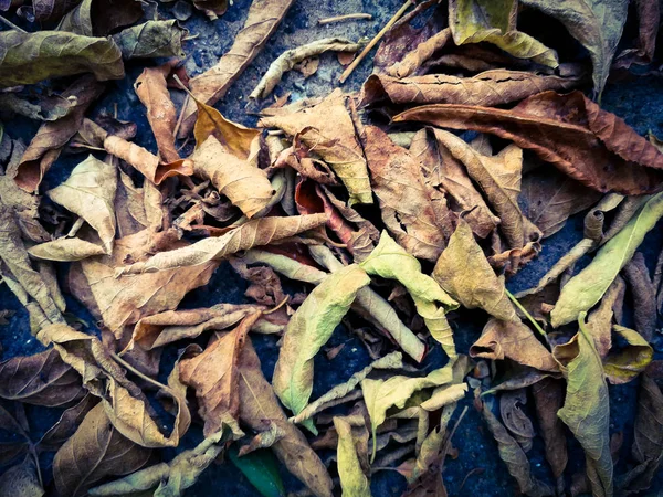 Сухе листя на асфальті — стокове фото