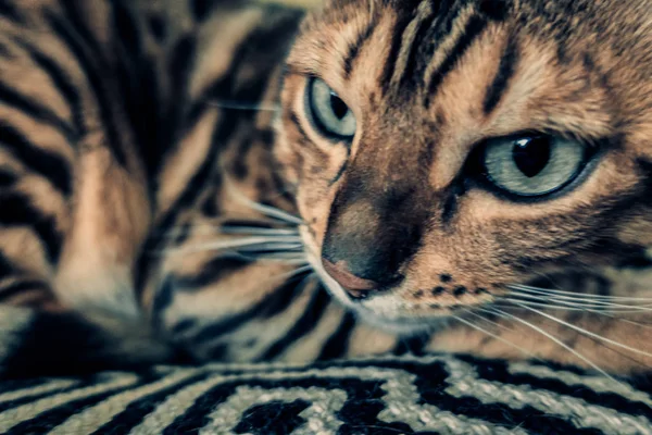 Carino Gatto Del Bengala — Foto Stock