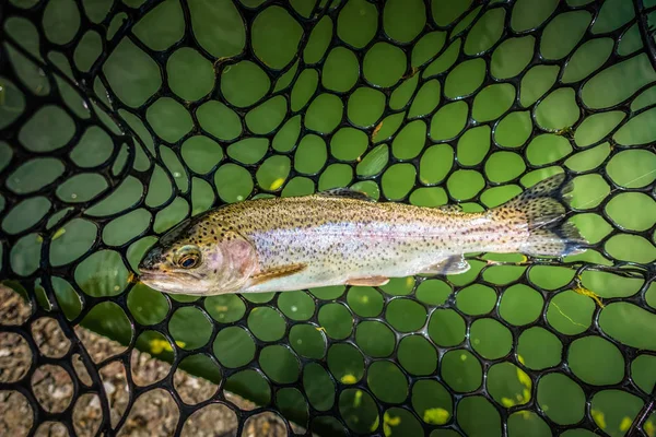 Trout fishing on the lake — Stock Photo, Image