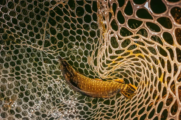 Pesca en el lago —  Fotos de Stock