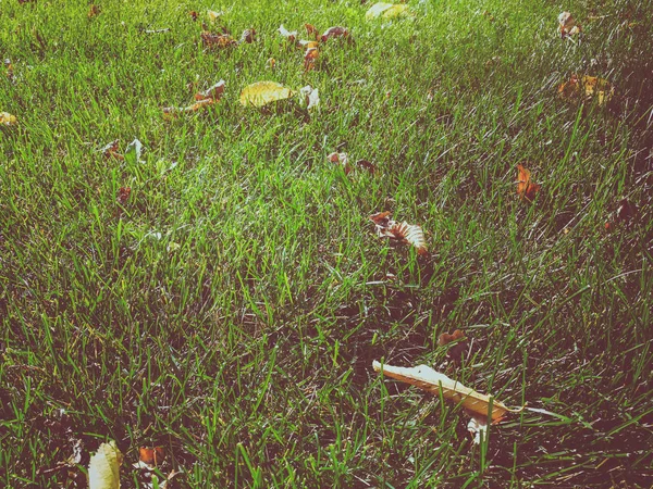 Dry leaves on green grass — Stock Photo, Image