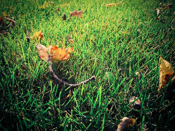 Folhas secas na grama verde — Fotografia de Stock