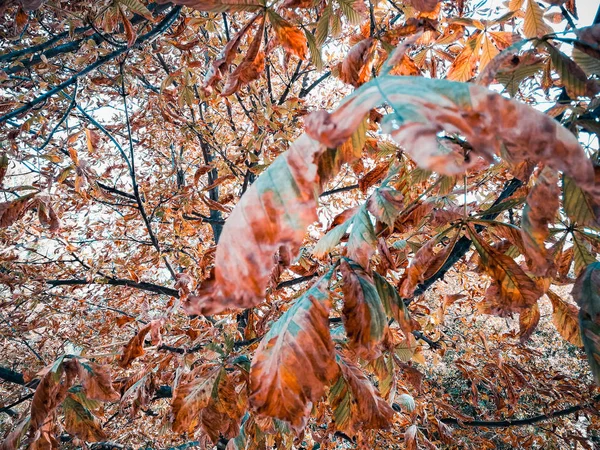 Vergeling van de bladeren van de kastanje — Stockfoto