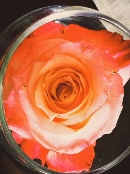 Hermosas Rosas Cerca — Foto de Stock