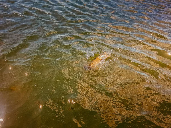 Angeln auf dem See — Stockfoto