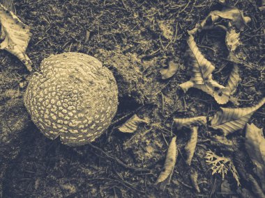 yenilebilir sinek agarik