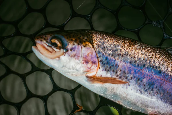 Rybaření pstruhů na jezeře — Stock fotografie