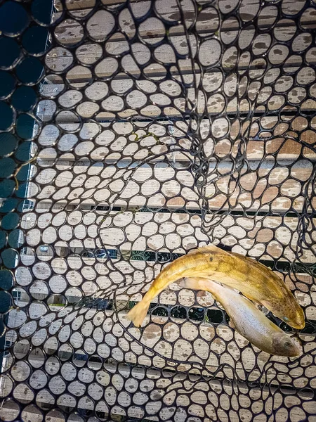 A pescar. Pescador e truta . — Fotografia de Stock