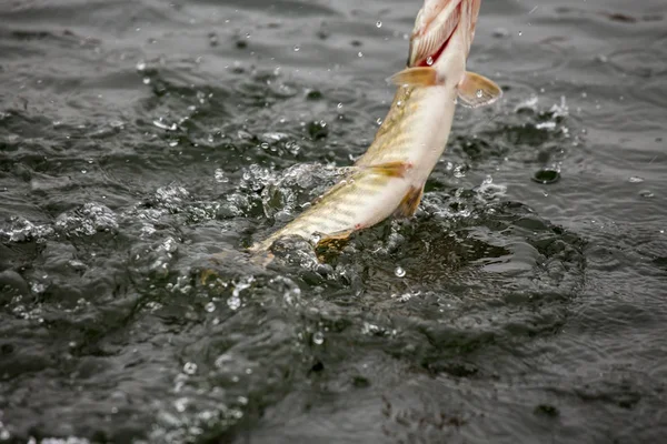 Gäddfiske på sjön. Fritidsfiske — Stockfoto