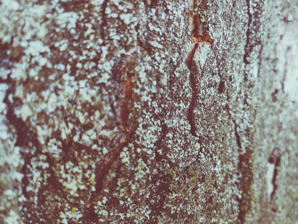 Albero Corteccia Texture Sfondo — Foto Stock