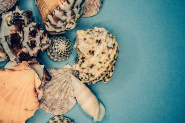 Arka plan mavi bir arka plan üzerinde deniz kabukları