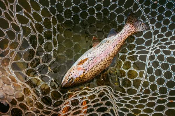 Forel Vissen Het Meer — Stockfoto