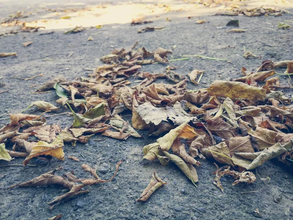 Hojas secas sobre asfalto —  Fotos de Stock