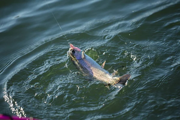 Pesca da truta no lago — Fotografia de Stock