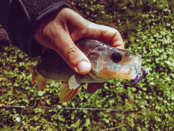 Zanderfischen Auf Dem Fluss — Stockfoto